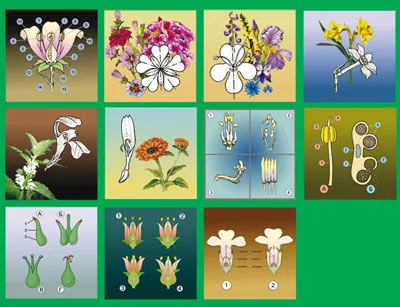 Модель-аппликацию «Строение цветка»