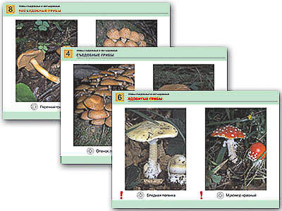 Комплект таблиц раздат. "Грибы съедобные и несъедобные" (цвет., лам., 8 шт.)