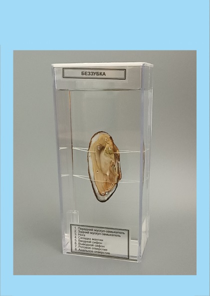 Комплект влажных препаратов демонстрационный