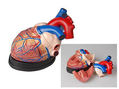 Модель сердца в разрезе (демонстрационная)