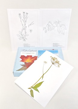 Гербарий «Систематика растений» (28 видов)