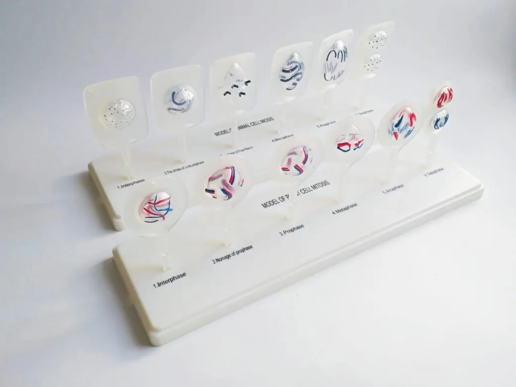 Модель "Митоз и мейоз клетки"