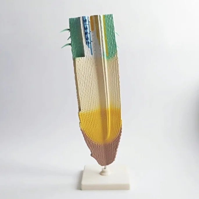 Модель строения корня