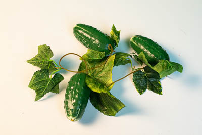 Ветка муляжей "Огурцы"