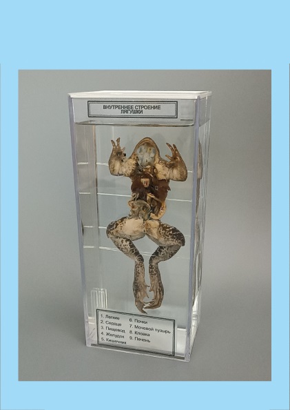 Комплект влажных препаратов демонстрационный