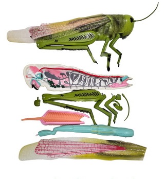 Модель «Кузнечик»