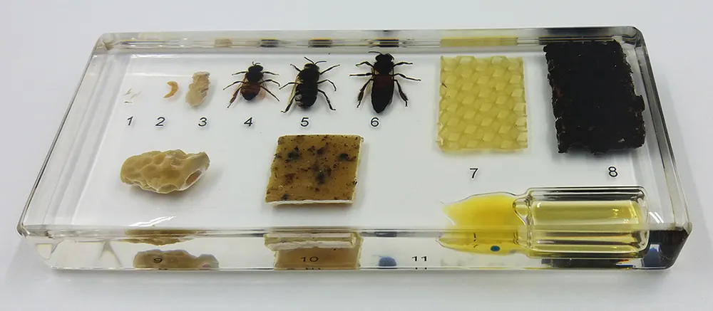 Коллекция "Развитие медоносной пчелы"