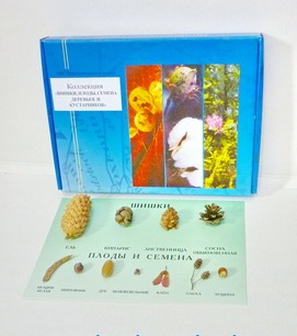 Коллекция  «Шишки, плоды, семена деревьев, кустарников»