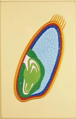 Рельефная таблица "Зерновка пшеницы" (формат А1, матовое ламинир.)