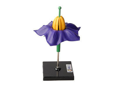 Модель цветка картофеля