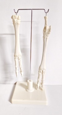 Скелет конечности овцы (передняя и задняя) на подставке