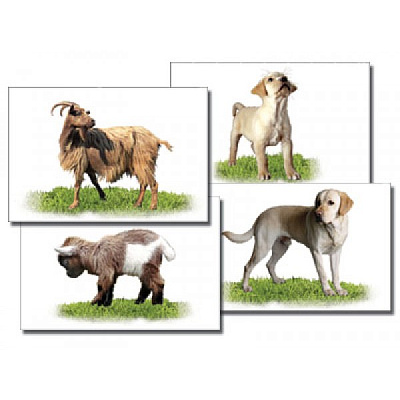 Комплект таблиц Домашние животные (15 шт. 400х600 мм.)