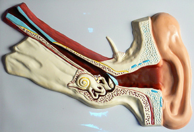 Барельефная модель «Строение уха человека»  (часть 1)
