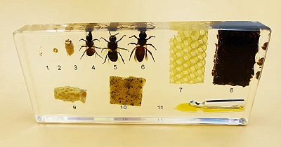 Коллекция "Развитие медоносной пчелы"