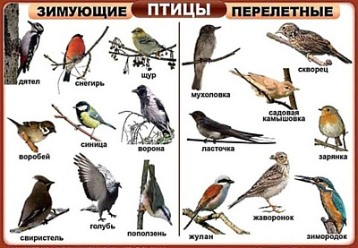 Комплект таблиц «Птицы домашние, дикие, декоративные» (400х600мм)