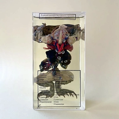 Влажный препарат «Внутреннее строение лягушки»