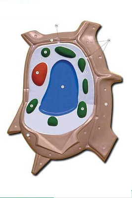 Рельефная таблица "Растительная клетка" (формат А1, матовое ламинир.)