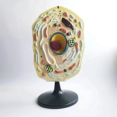 Модель "Растительная клетка"