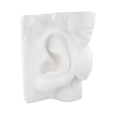 Гипсовая модель "Ухо"