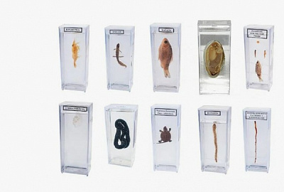 Комплект влажных препаратов демонстрационный