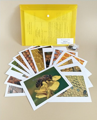 Модель-аппликация Пчелы. Строение улья