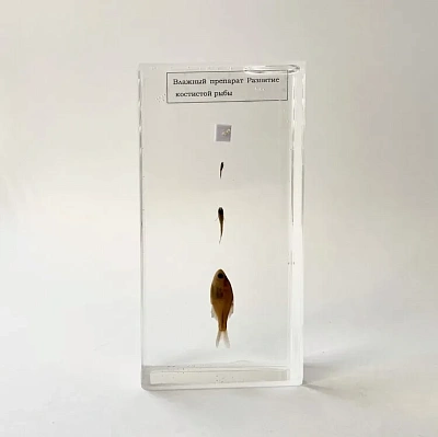 Влажный препарат «Развитие костистой рыбы»