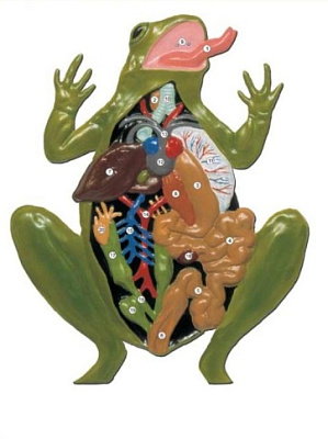 Барельефная модель «Внутреннее строение лягушки»