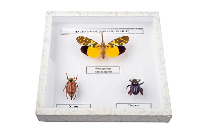 Коллекция  «Насекомые для рисования»