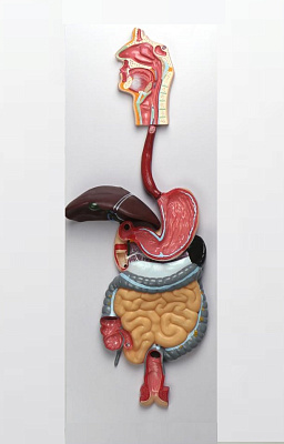 Барельефная модель «Пищеварительный тракт»