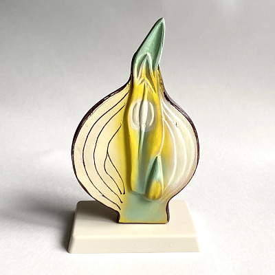 Луковица в разрезе