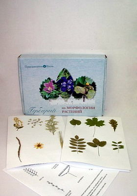 Гербарий  «Морфология растений» (5 тем х 3 листа)