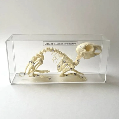 Скелет кролика