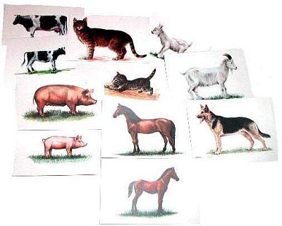  Набор карточек "Домашние животные" (14 шт. 150х100 мм.)