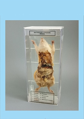 Влажный препарат «Внутреннее строение крысы»