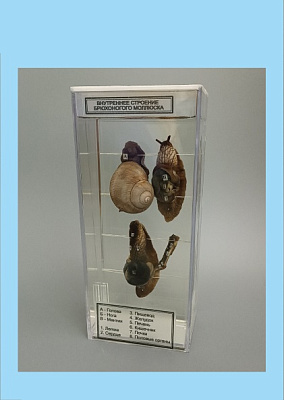 Влажный препарат «Внутреннее строение брюхоногого моллюска»