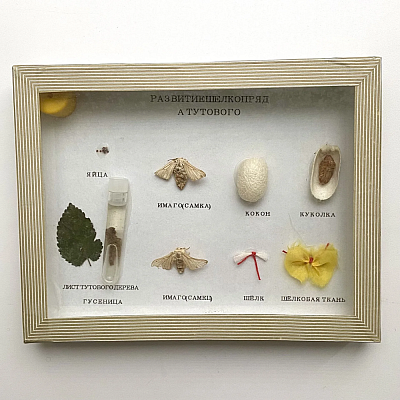 Коллекция "Развитие насекомых с полным превращением" (Развитие тутового шелкопряда)