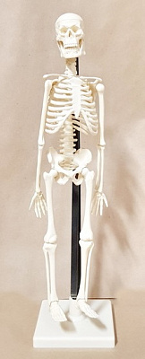 Модель «Скелет человека» (42см)