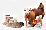 Эффективное животноводство и современные корма