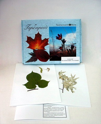 Гербарий «Медоносные растения» (24 вида)