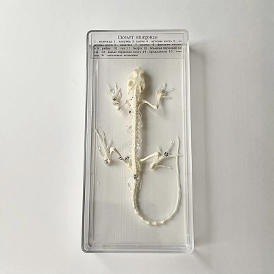 Скелет ящерицы