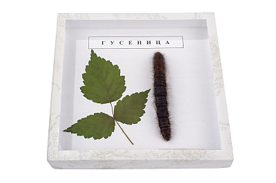  Коллекция "Гусеница"