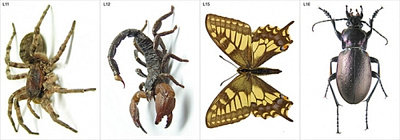 Модель-аппликация "Многообразие беспозвоночных"