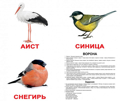 Набор карточек "Птицы" (20 шт. 150х200 мм.)