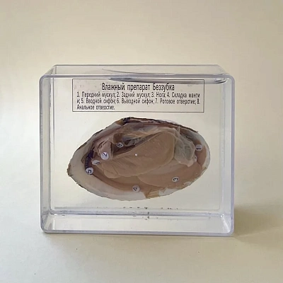 Влажный препарат «Беззубка»