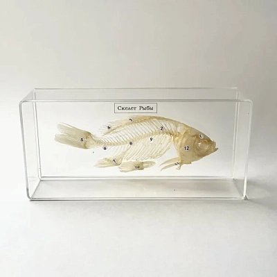 Скелет костистой рыбы