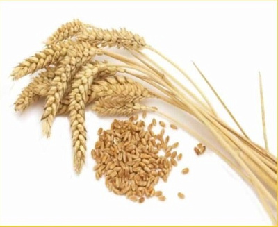 Коллекция  «Пшеница и продукты ее переработки» 