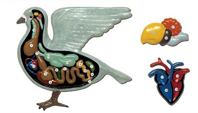 Барельефная модель «Внутреннее строение голубя»