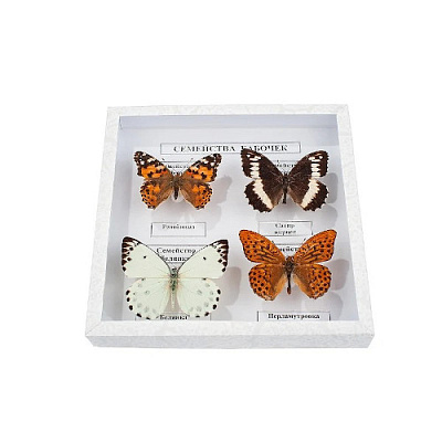 Коллекция "Семейство бабочек"