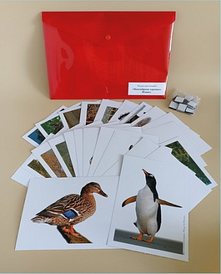 Модель-аппликация «Многообразие хордовых. Птицы»