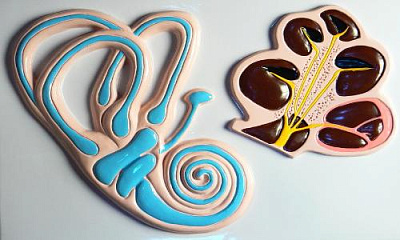 Барельефная модель «Строение уха человека»  (часть 2)